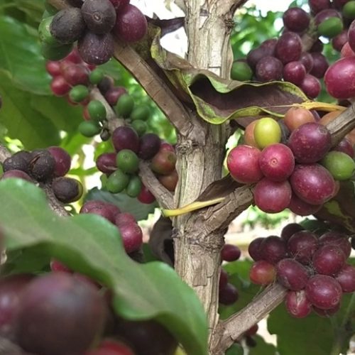 Alta do café reforça importância do controle de doenças 