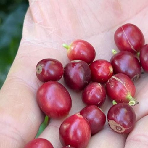 China aprova que 183 novas empresas brasileiras exportem café ao país