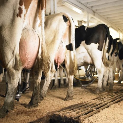 Custeio de 3% para genética leiteira do Plano Safra agrada, mas entraves preocupam