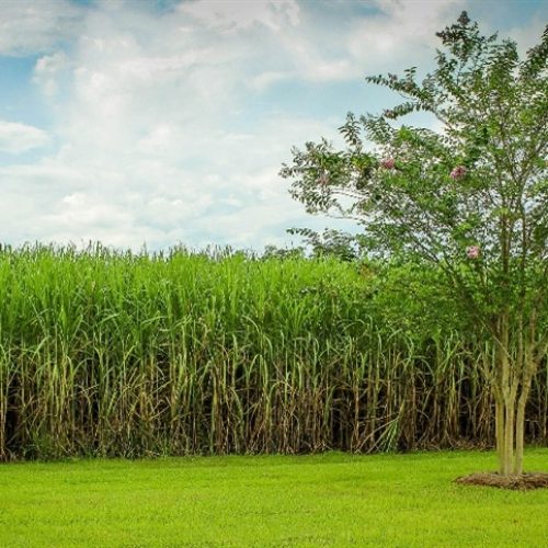 Cana-de-açúcar: A importância da saúde foliar