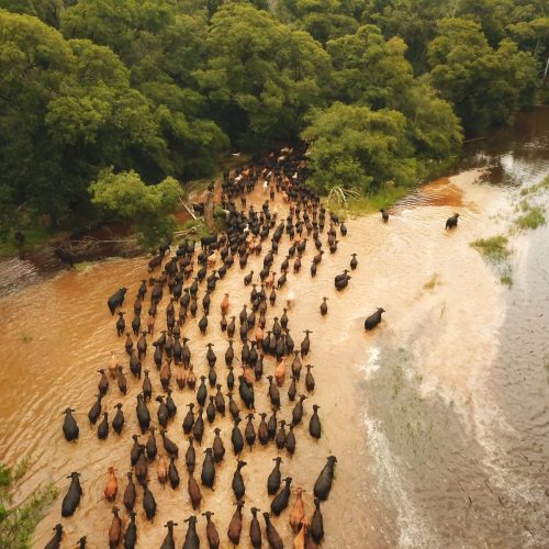 BOIADA: Comitiva com mais de 1,3 mil cabeças de gado brangus cruza 360 km do Pantanal