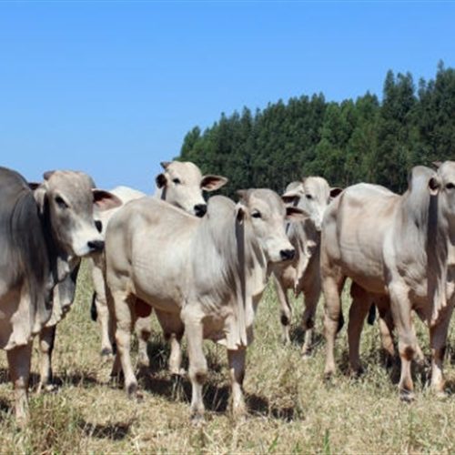 Boi gordo mantém preços estáveis em São Paulo