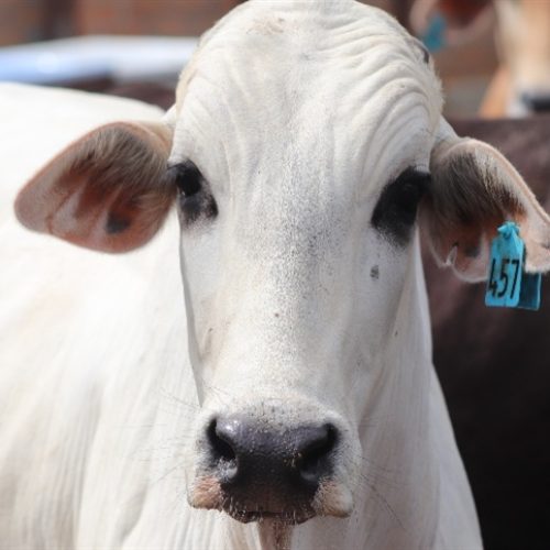 Mercado do boi gordo inicia semana sem variações