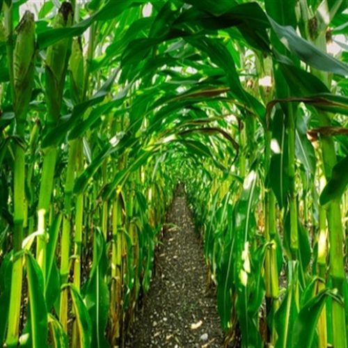 Confira como está o milho nos principais estados