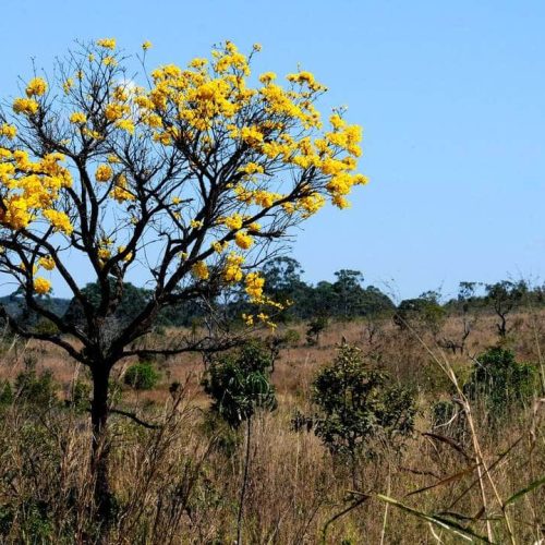 Mato Grosso debate nova lei para definir limites de Cerrado e Amazônia com foco em segurança jurídica