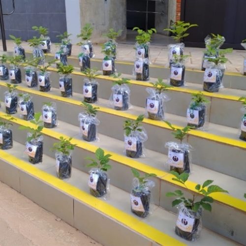 Preservar meio ambiente pode reduzir imposto