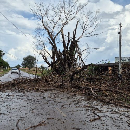 Vento forte derruba barracão e árvore em Sinop