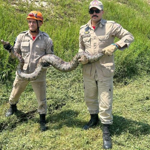 Corpo de Bombeiros resgata jiboia de cerca de 4 metros e cão pitbull