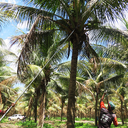 ENERGIA SUSTENTÁVEL: Biocombustível de coco avança no país e fortalece economia circular