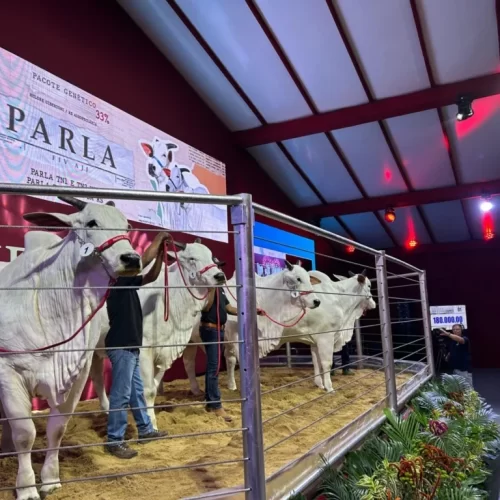 Pecuária brasileira atinge marco histórico com recorde do pacote genético de Parla FIV AJJ