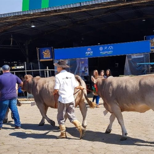 Expointer começa neste sábado em Esteio/RS