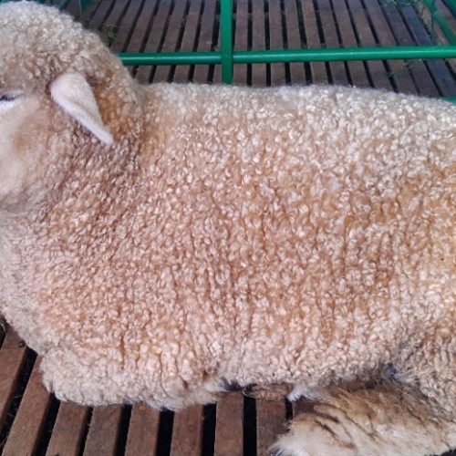 Abertura de mercado para ovinos vivos do Brasil para a Argélia