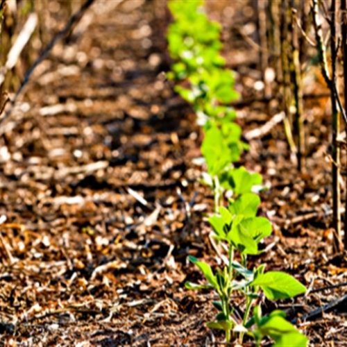 Déficit hídrico reduz milho e pressiona soja na Argentina