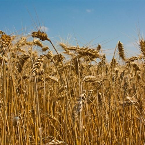 Incertezas internacionais elevam preços do trigo