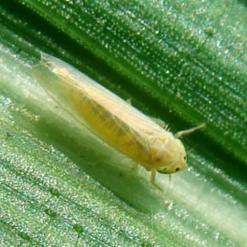 Fungos entomopatogênicos no manejo da cigarrinha-do-milho
