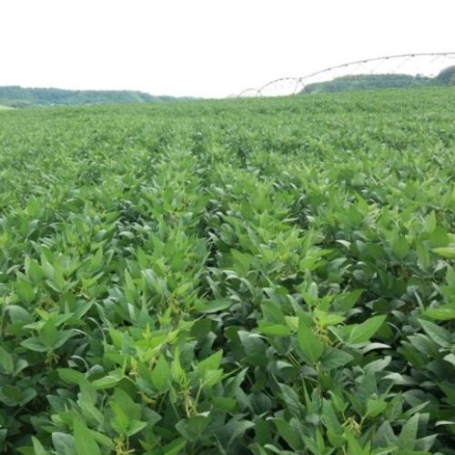 Sugadores desafiam produtores e ameaçam produtividade