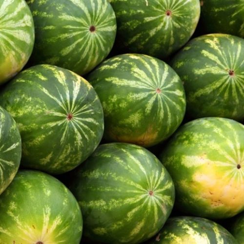 Valorização da qualidade impulsiona produção de melancia