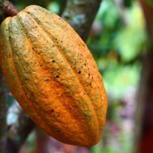 Brasil retoma força na produção de cacau