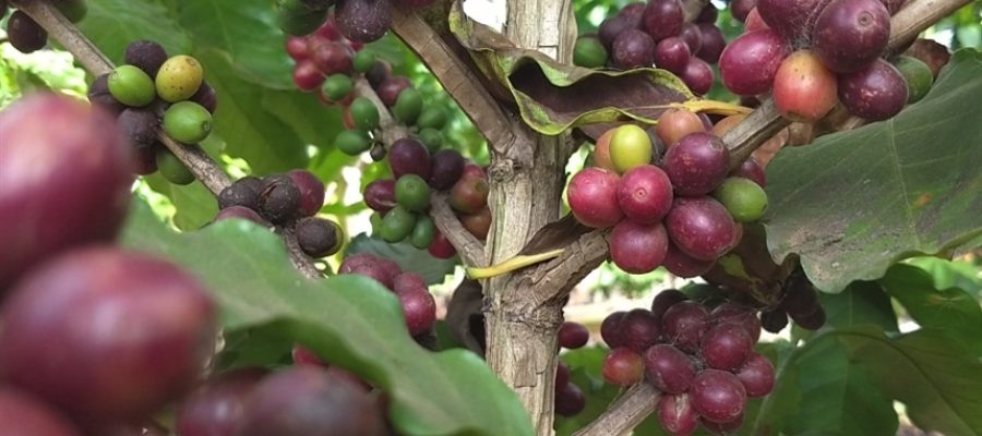 Café mantém força após alta superior a 16%