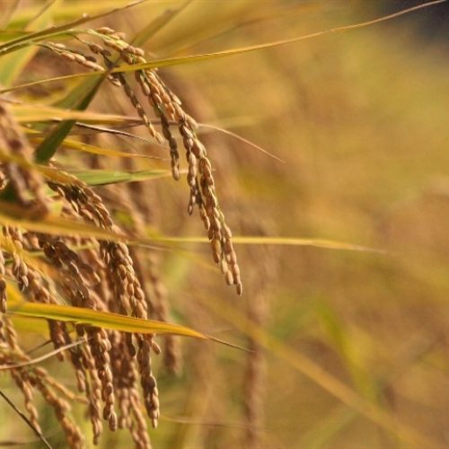 Índia registra primeiro arroz editado para cultivo
