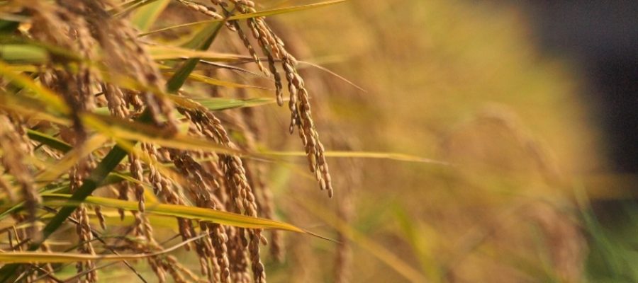 Clima pode abrir espaço para exportações de arroz
