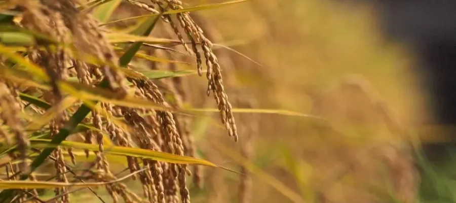 Indústrias compram menos e mercado de arroz fica lento