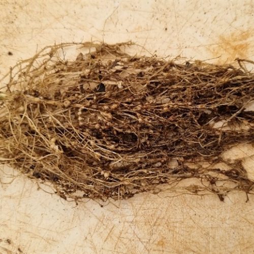 MATO GROSSO: Nematoides: especialistas alertam para o avanço da raça 4+ em lavouras de soja de MT