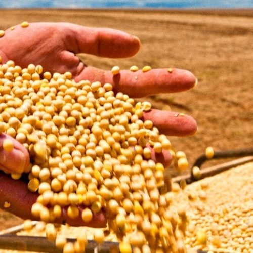 Safra de soja cresce, mas Sul acende alerta