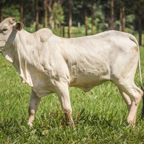 Boi gordo tem semana de estabilidade em SP