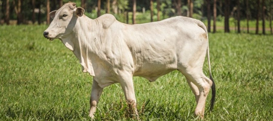 Mercado do boi gordo mantém movimento de alta