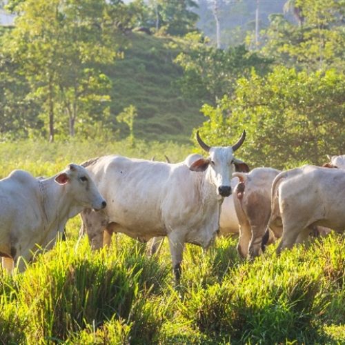 Bioinsumos avançam na pecuária, mas enfrentam entraves