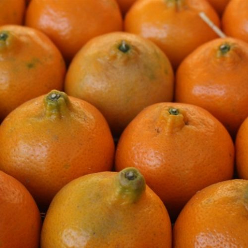 Queda da demanda externa pressiona preços do suco de laranja