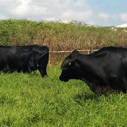 Pecuária e lavoura: parceria sustentável