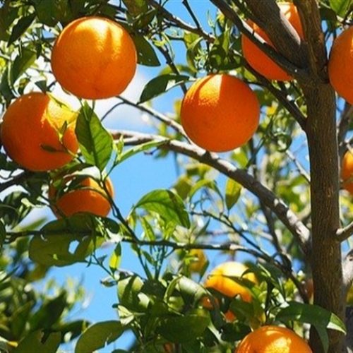 Tecnologia impulsiona preparo de solo para cultivos perenes