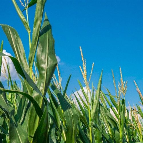 Produtor antecipa proteção para a safrinha