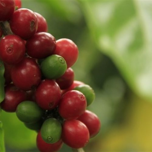 Tecnologia garante retorno já na primeira safra de café