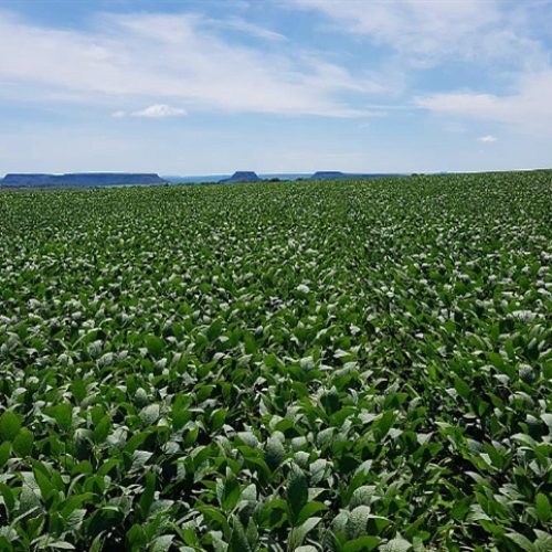 Safra enfrenta avanço de plantas resistentes