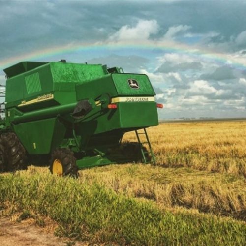 Safra menor expõe fragilidade no setor de arroz