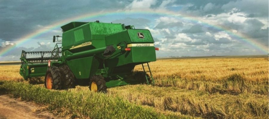 Safra menor expõe fragilidade no setor de arroz