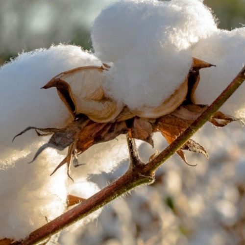 Clima será decisivo para safra de algodão