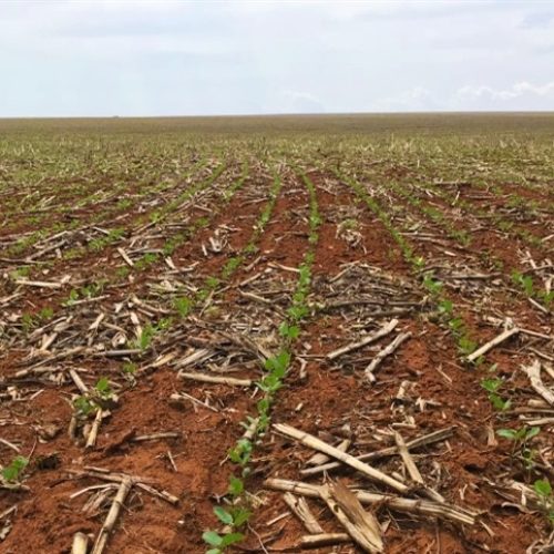 Avanço das lavouras ganha ritmo com clima favorável