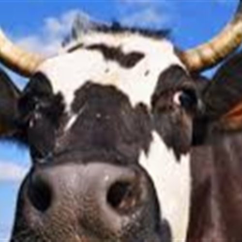 Vacas viram tokens e ampliam acesso ao crédito