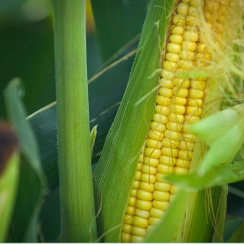 MT: milho 25/26 registra preço médio de R$ 45,45/sc