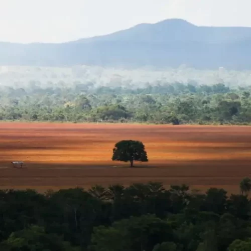 Desmatamento recua em cinco dos seis biomas brasileiros em 2024