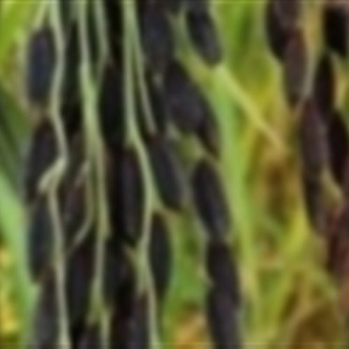 Movimento do arroz desafia percepção de sobra