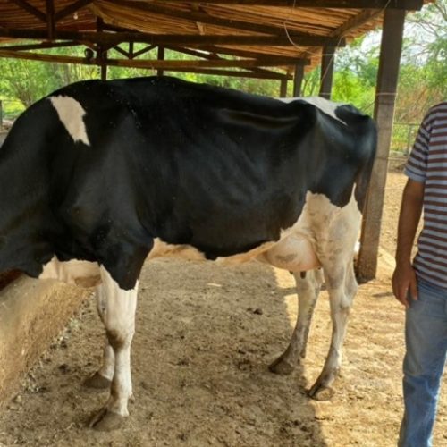 Produção de ração na UE deve crescer levemente em 2025