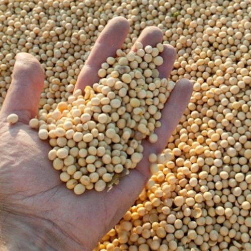 Mercado de grãos abre o dia com movimentações distintas