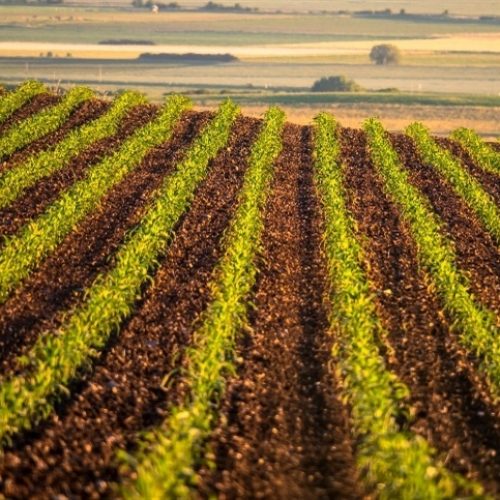Safra argentina avança com boas condições
