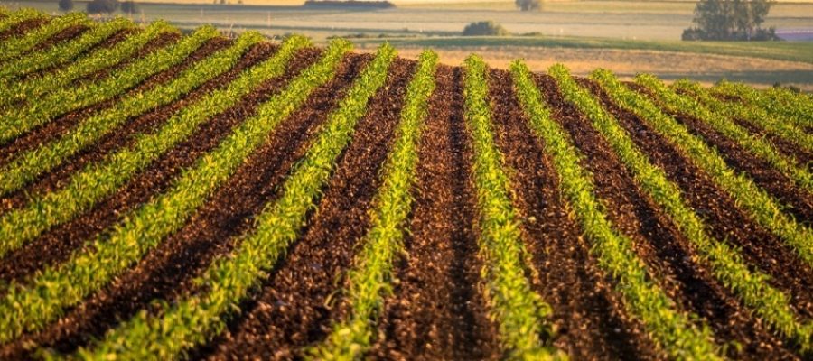 ITR 2026: produtor tem um mês para regularizar declaração