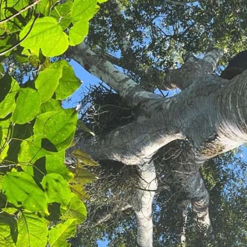 Sema atua para evitar que árvore em área de manejo com ninho de Harpia seja derrubada